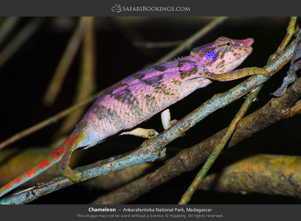 Chameleon in Ankarafantsika National Park, Madagascar