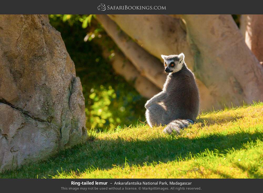 Ring-tailed lemur in Ankarafantsika National Park, Madagascar