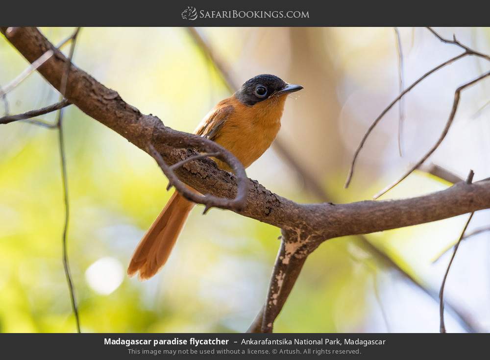 Madagascar paradise flycatcher in Ankarafantsika National Park, Madagascar