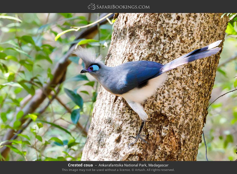 Crested coua in Ankarafantsika National Park, Madagascar