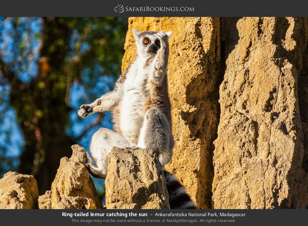 Ring-tailed lemur catching the sun in Ankarafantsika National Park, Madagascar