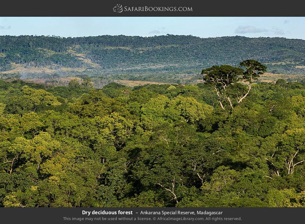 Dry deciduous forest in Ankarana Special Reserve, Madagascar