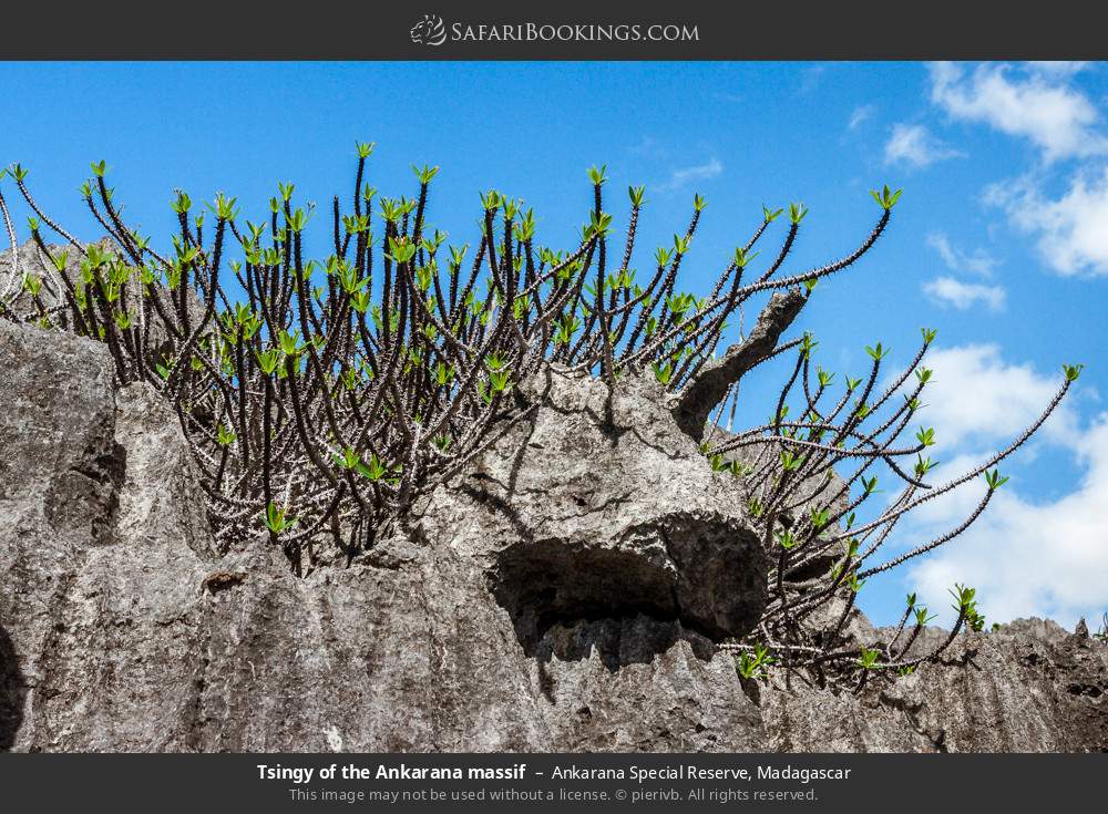 Tsingy of the Ankarana massif in Ankarana Special Reserve, Madagascar