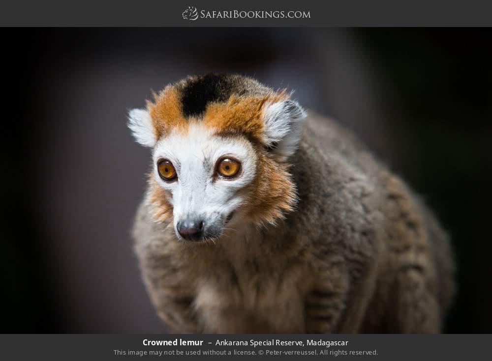 Crowned lemur in Ankarana Special Reserve, Madagascar