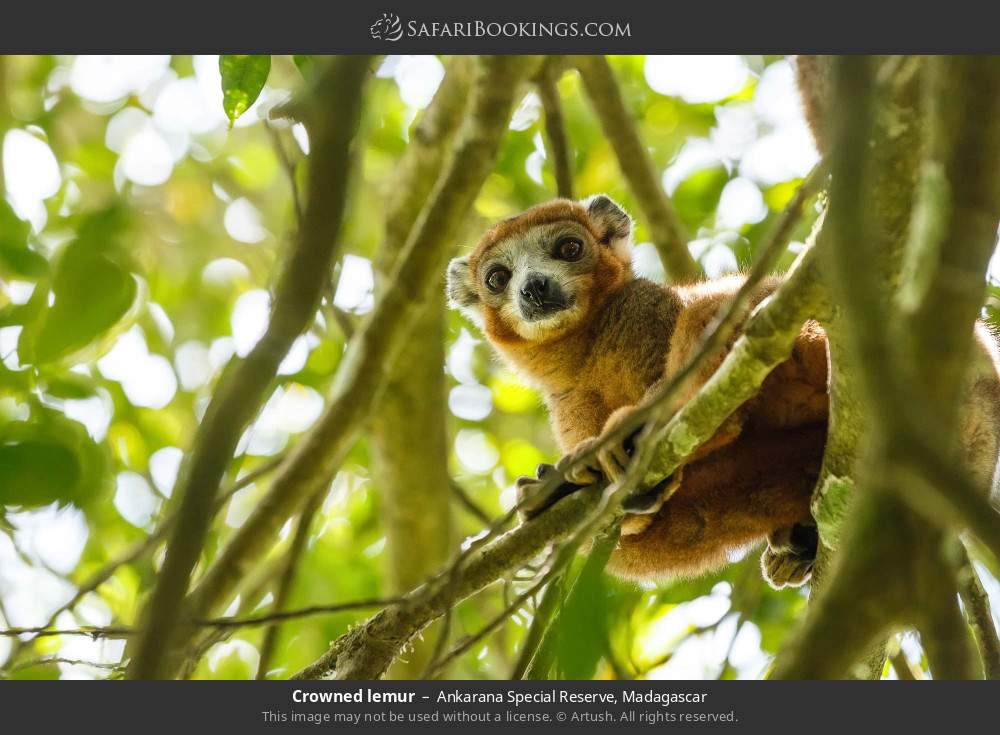 Crowned lemur in Ankarana Special Reserve, Madagascar