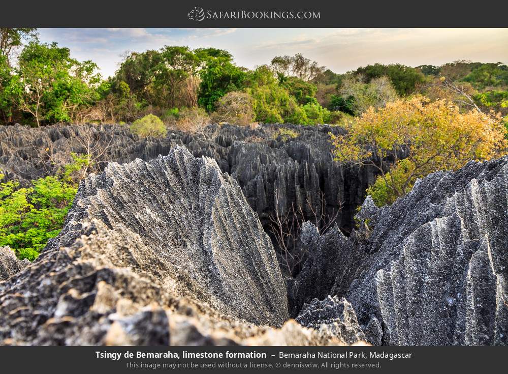 Tsingy de Bemaraha, limestone formation in Bemaraha National Park, Madagascar