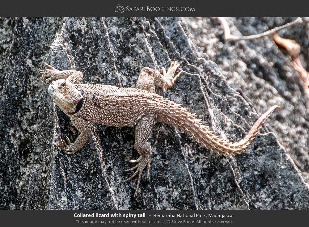 Collared lizard with spiny tail in Bemaraha National Park, Madagascar