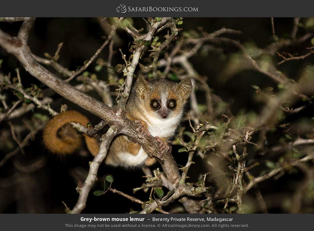 Grey-brown mouse lemur in Berenty Private Reserve, Madagascar