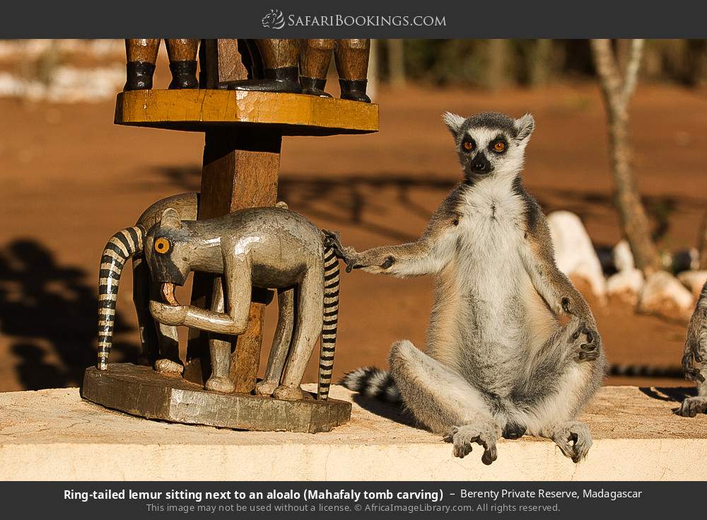 Ring-tailed lemur beside an aloalo (Mahafaly tomb carving), Berenty PR in Berenty Private Reserve, Madagascar