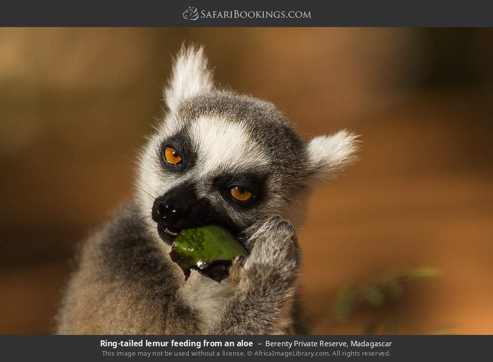 Ring-tailed lemur feeding on an aloe in Berenty Private Reserve, Madagascar