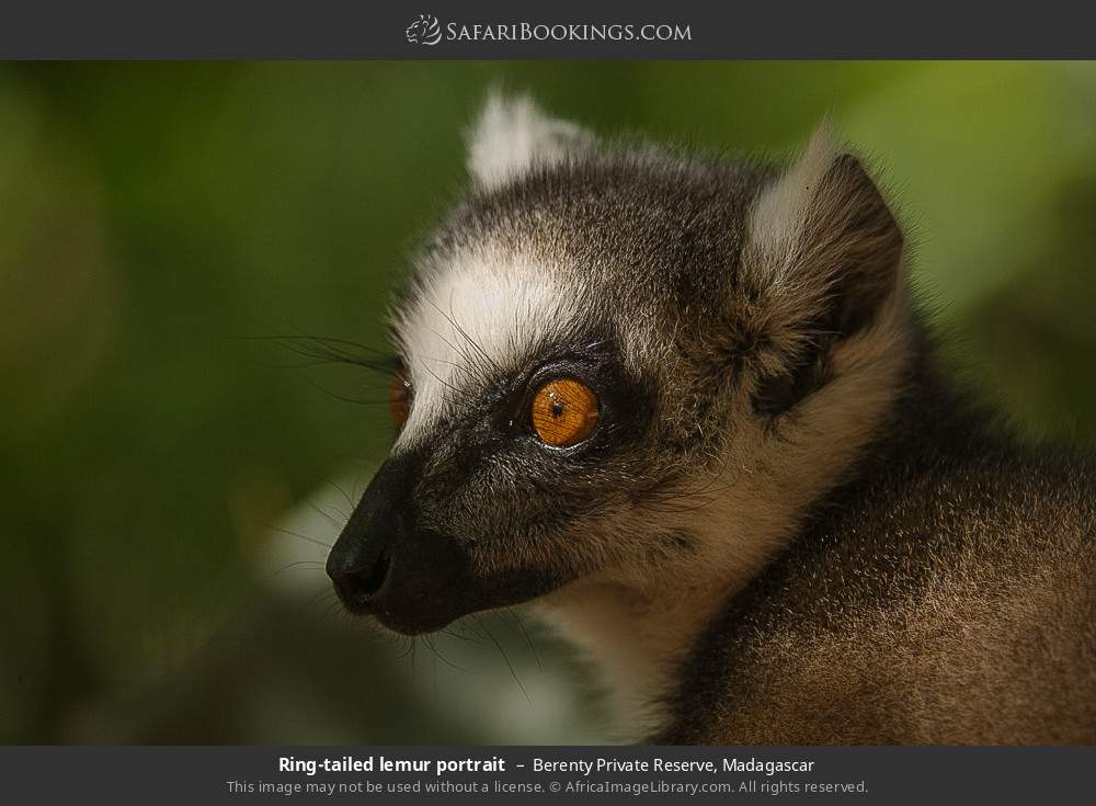 Ring-tailed lemur portrait in Berenty Private Reserve, Madagascar