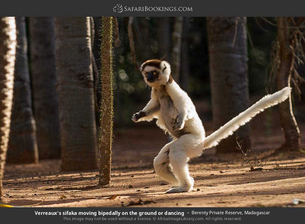 Verreaux's sifaka dancing sideways across the ground in Berenty Private Reserve, Madagascar