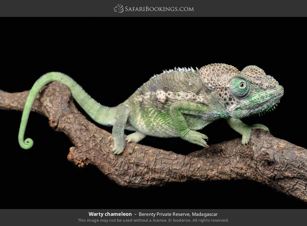 Warty chameleon in Berenty Private Reserve, Madagascar
