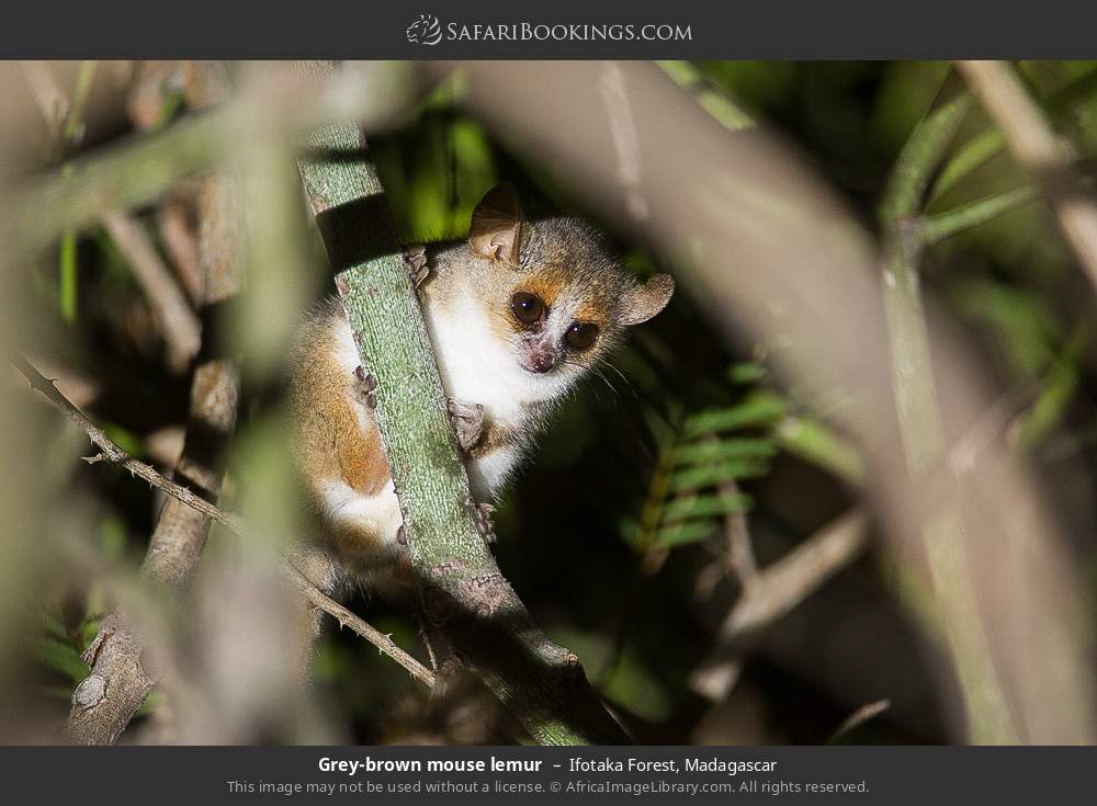 Grey-brown mouse lemur in Ifotaka Forest, Madagascar
