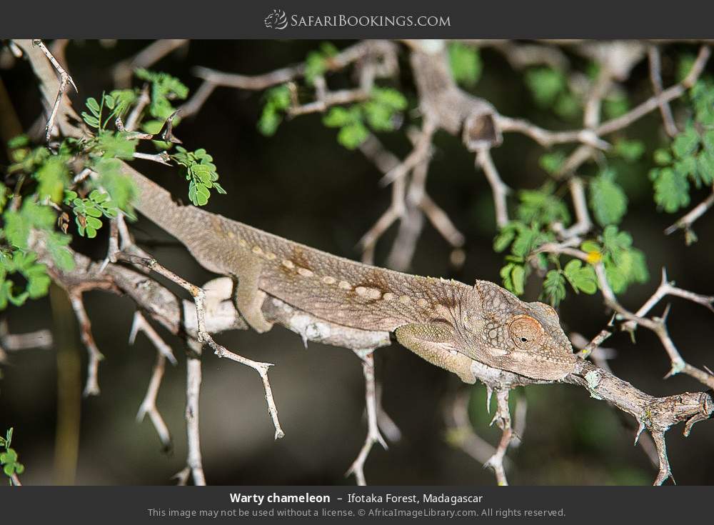 Warty chameleon in Ifotaka Forest, Madagascar