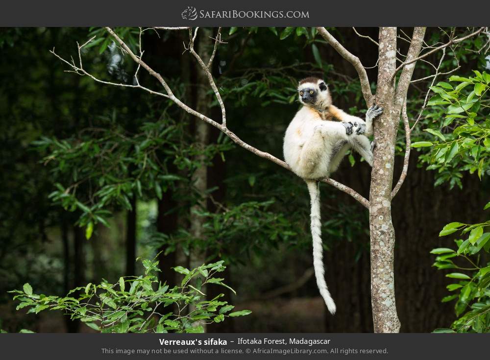 Verreaux's sifaka in Ifotaka Forest, Madagascar