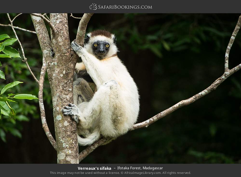 Verreaux's sifaka in Ifotaka Forest, Madagascar