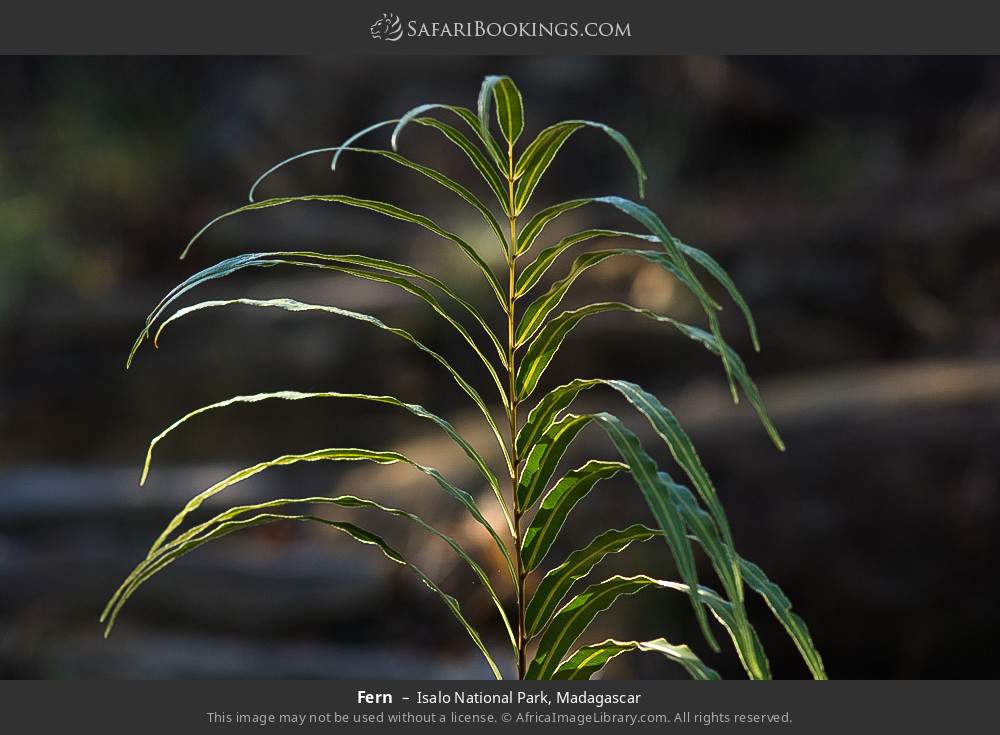 Fern in Isalo National Park, Madagascar