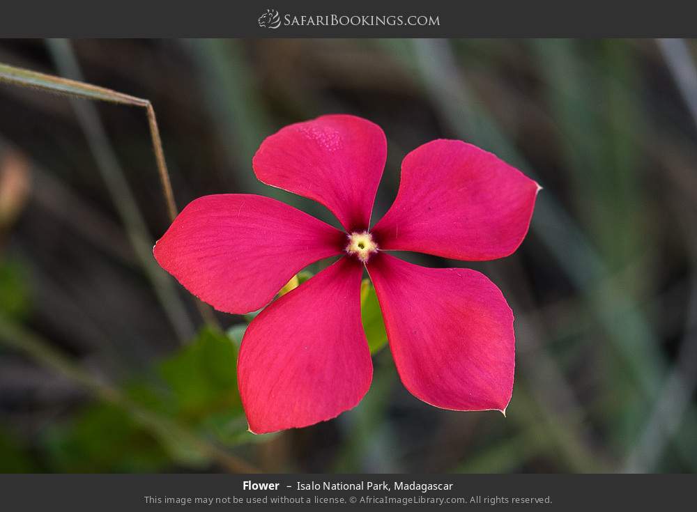 Flower in Isalo National Park, Madagascar
