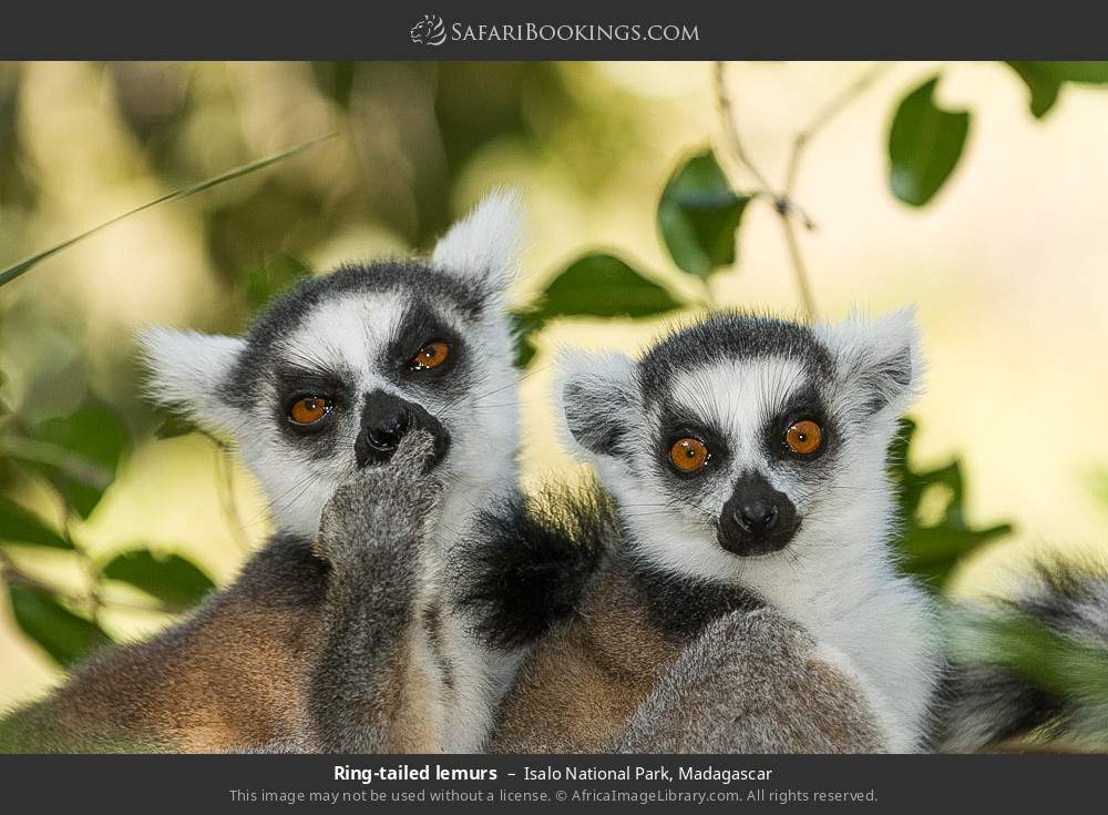 Ring-tailed lemurs in Isalo National Park, Madagascar