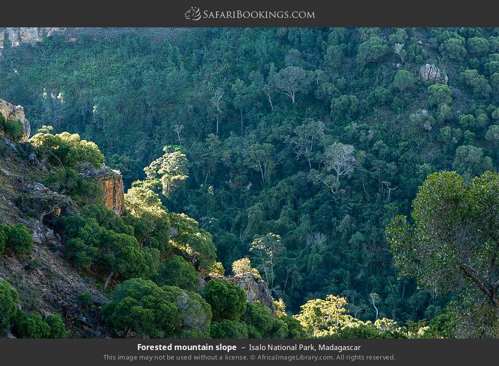 Forested mountain slope in Isalo National Park, Madagascar