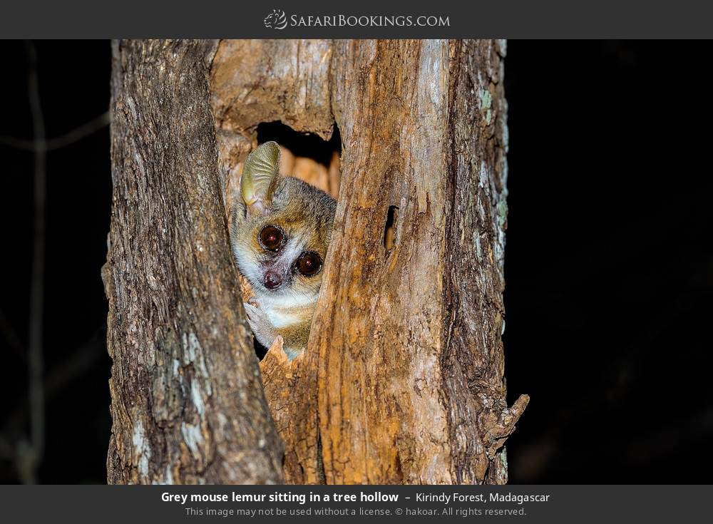Grey mouse lemur sitting in a tree hollow in Kirindy Forest, Madagascar
