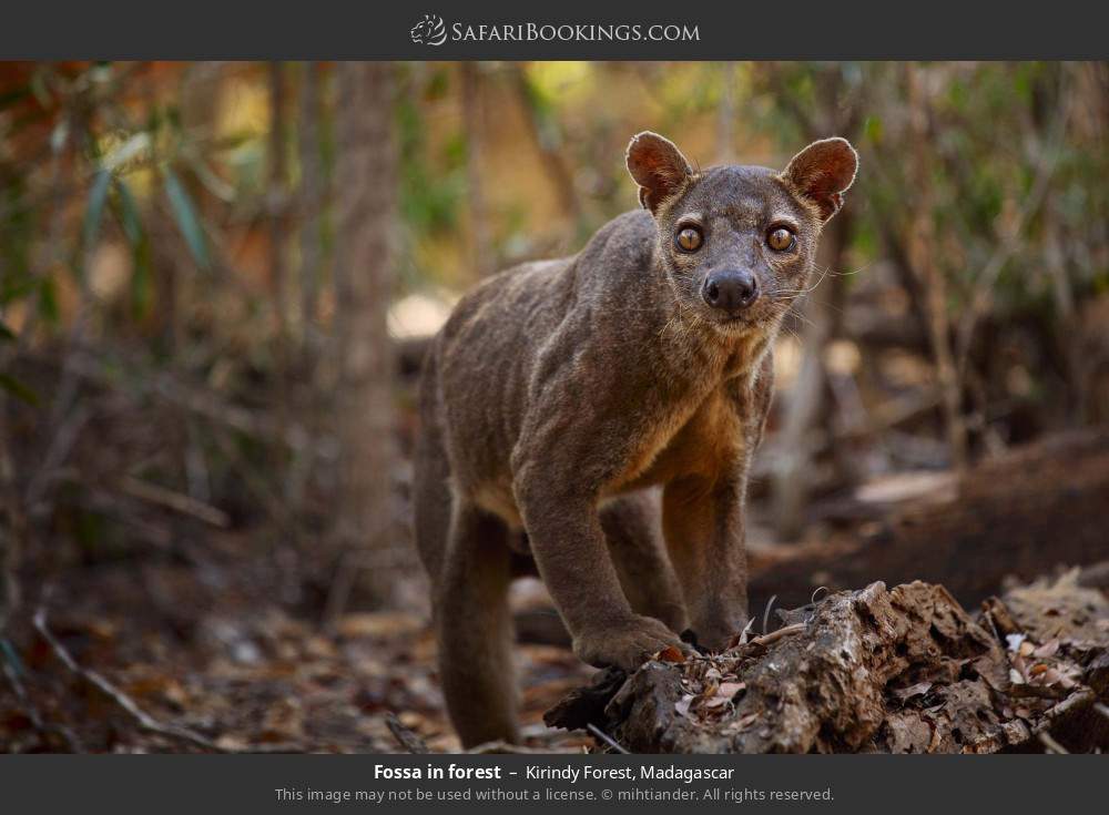 Fossa in forest in Kirindy Forest, Madagascar