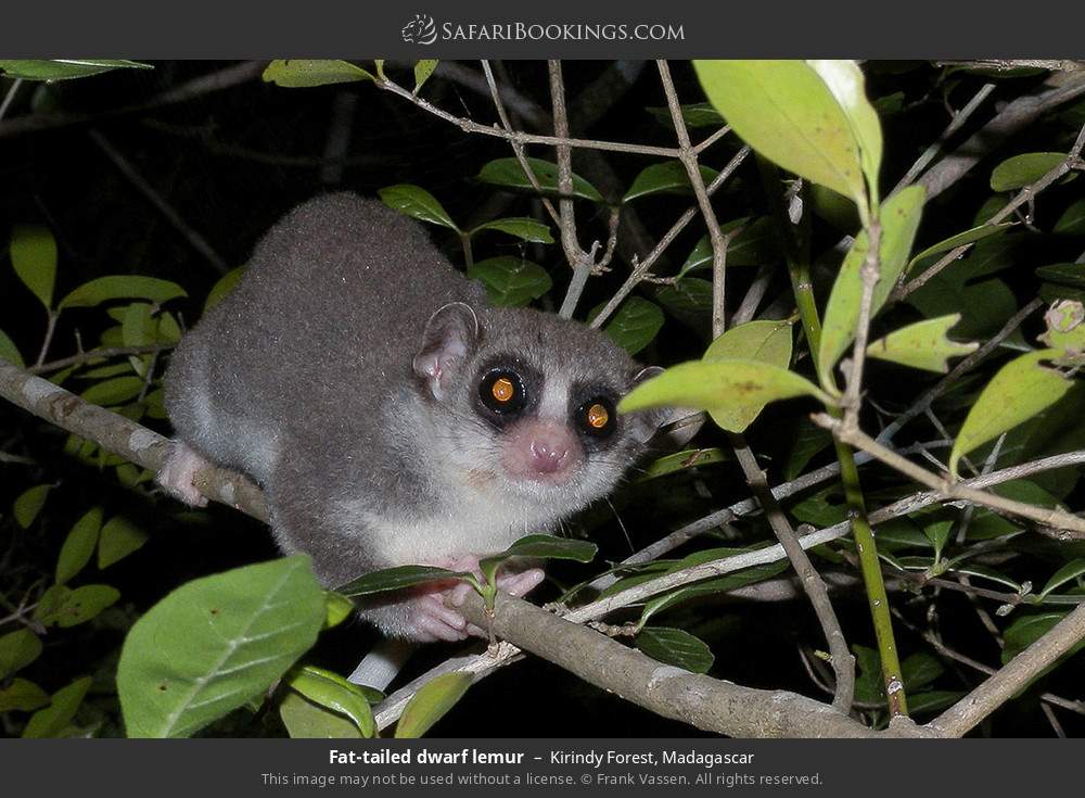 Fat-tailed dwarf lemur in Kirindy Forest, Madagascar