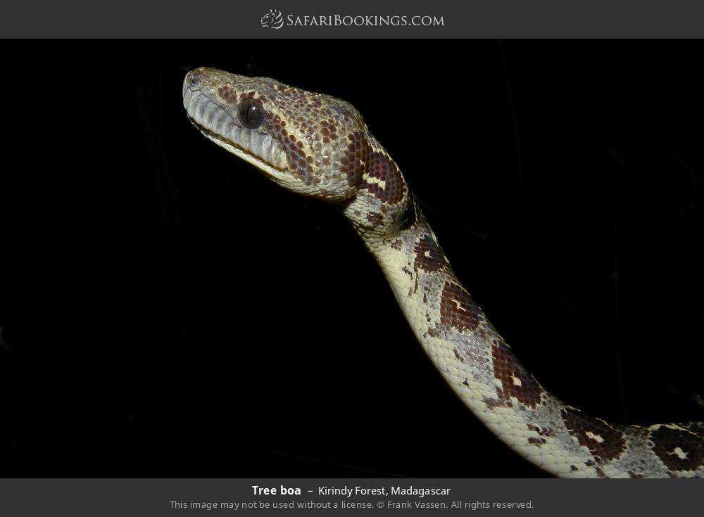 Tree boa in Kirindy Forest, Madagascar