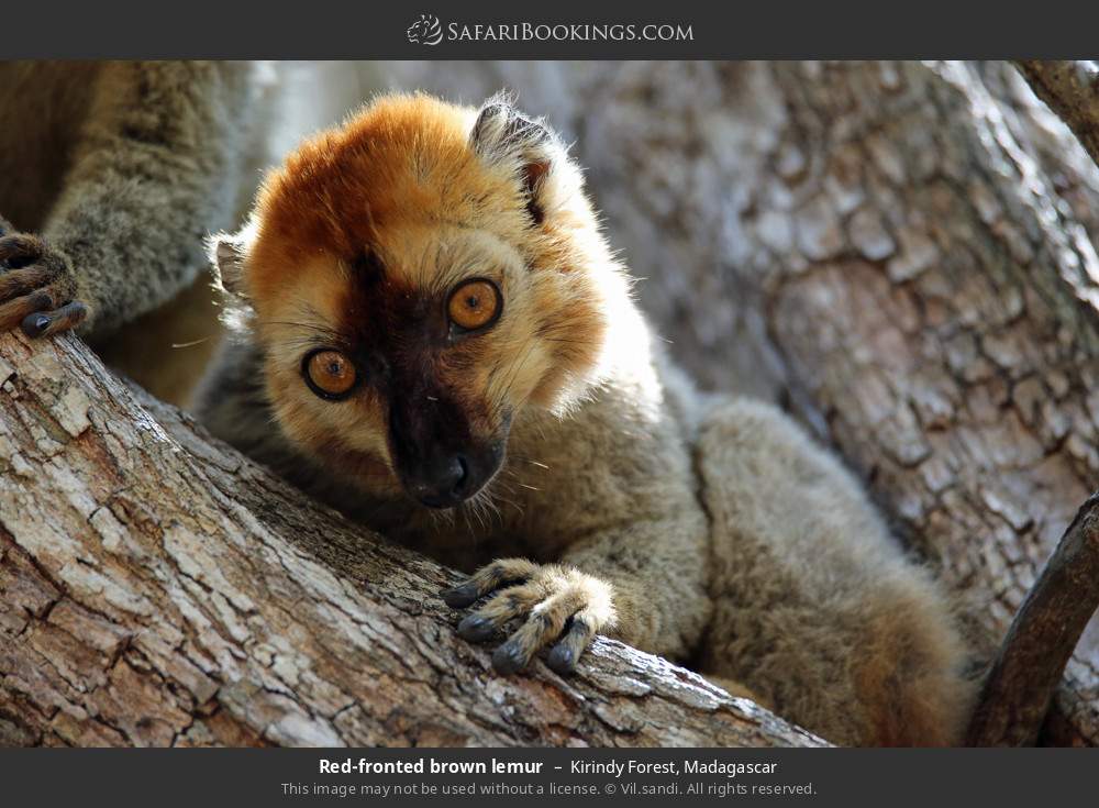 Red-fronted brown lemur in Kirindy Forest, Madagascar
