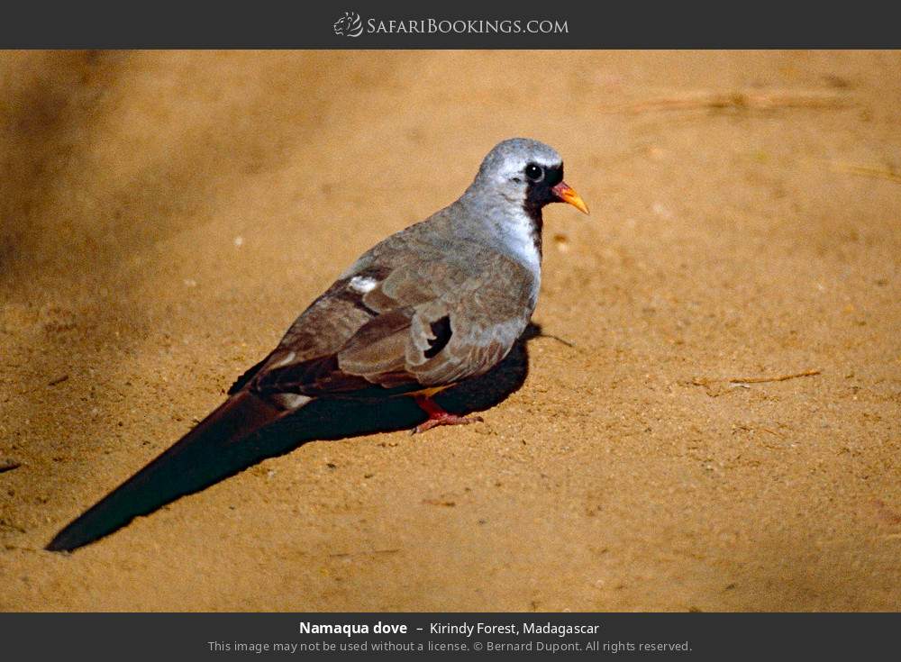 Namaqua dove in Kirindy Forest, Madagascar