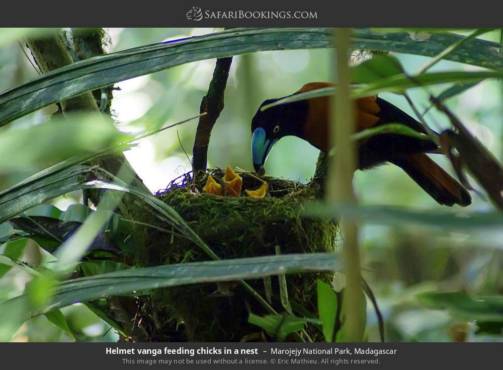 Helmet vanga feeding chicks in a nest in Marojejy National Park, Madagascar