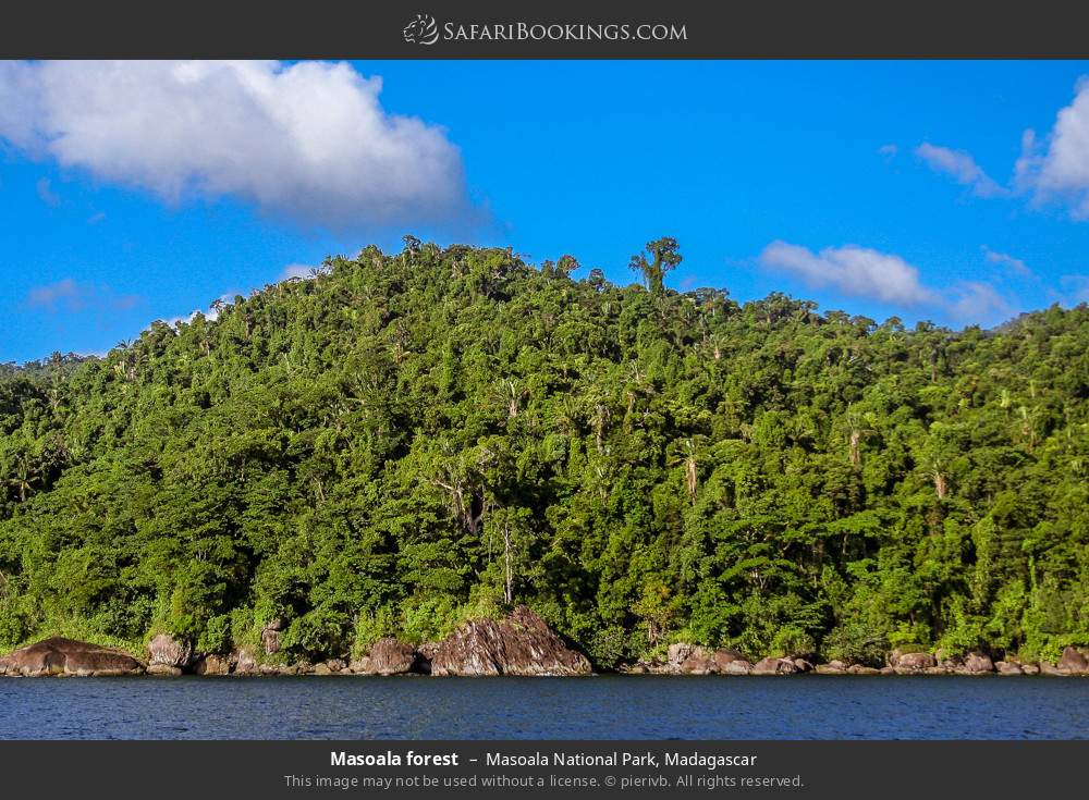 Coastal forest in Masoala NP in Masoala National Park, Madagascar