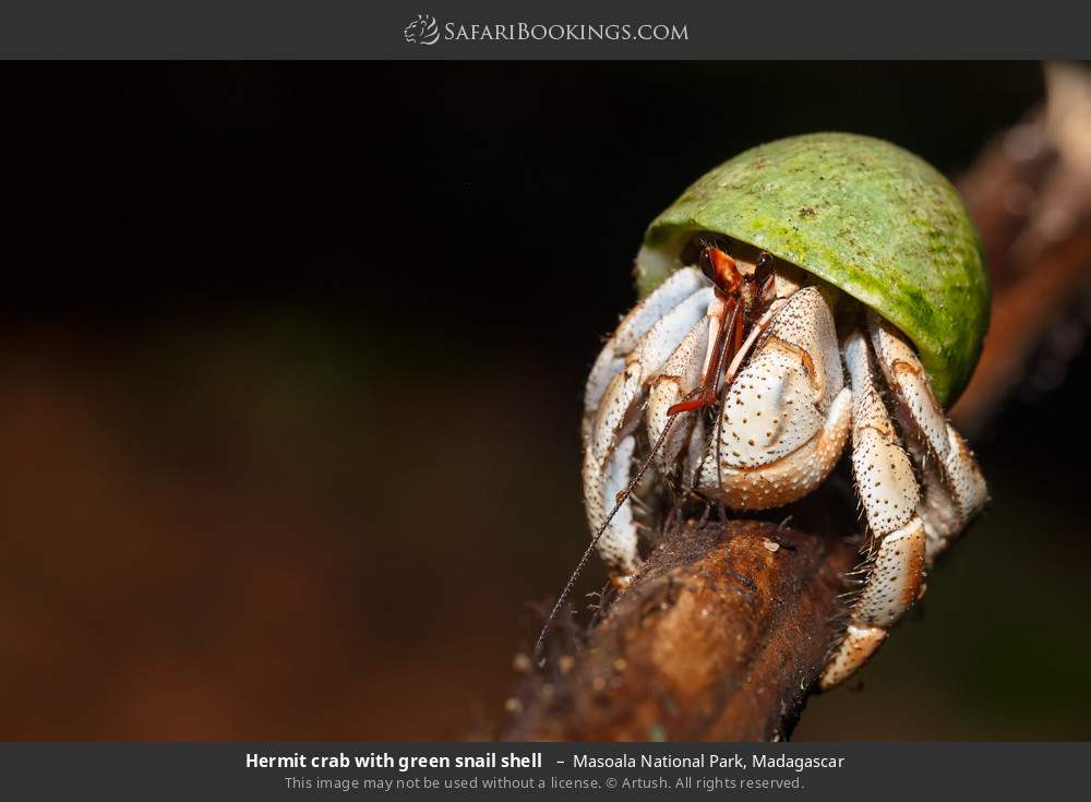 Hermit crab with green snail shell  in Masoala National Park, Madagascar