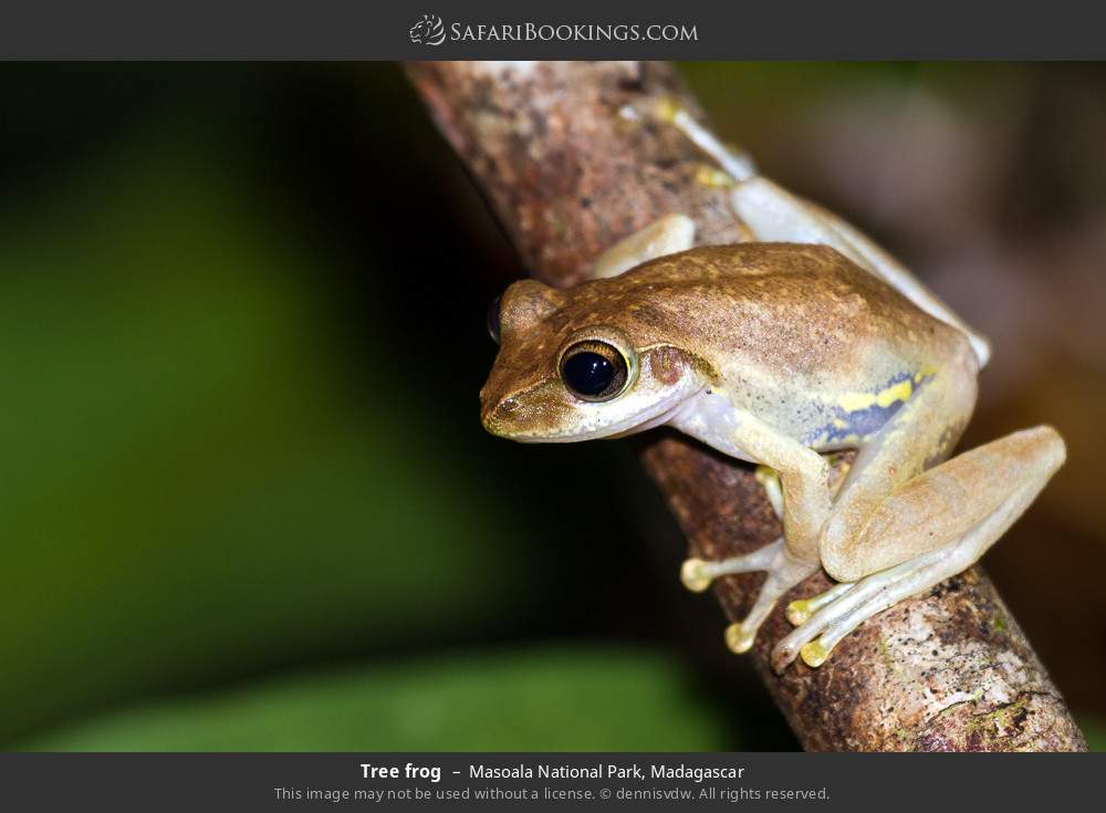 Tree frog in Masoala National Park, Madagascar