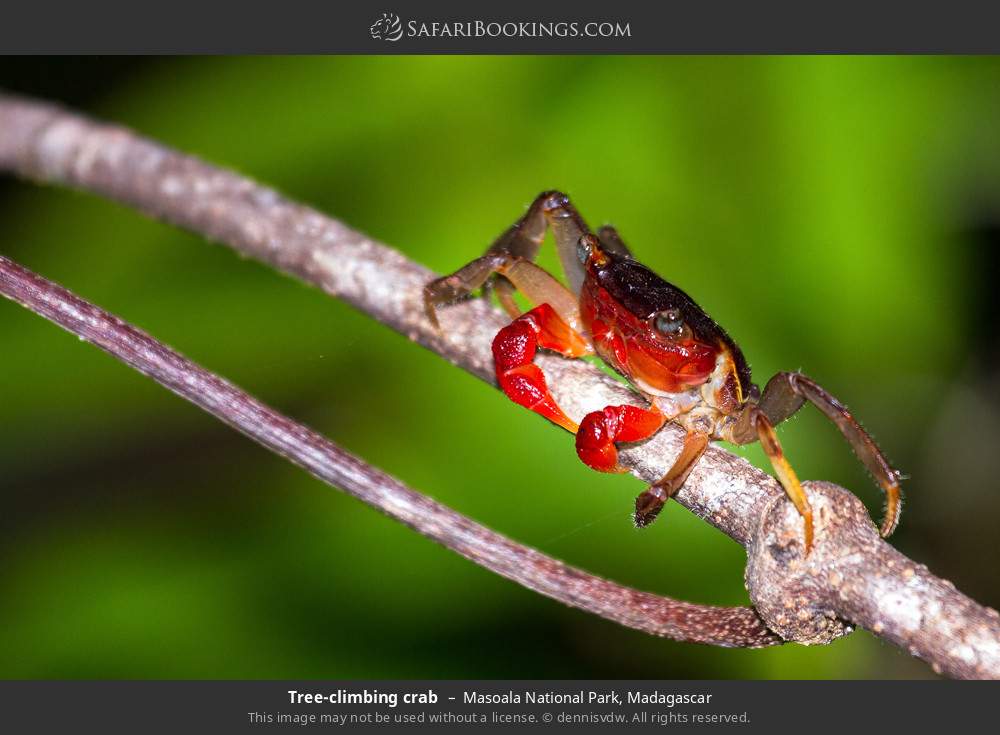 Tree-climbing crab in Masoala National Park, Madagascar