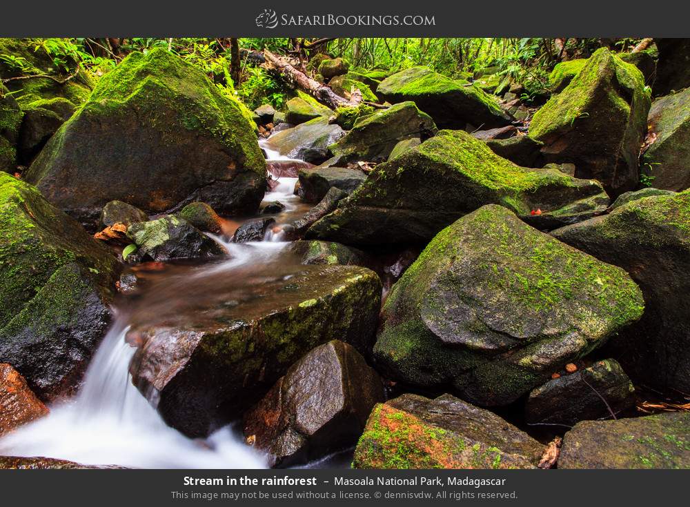 Stream in the rainforest in Masoala National Park, Madagascar