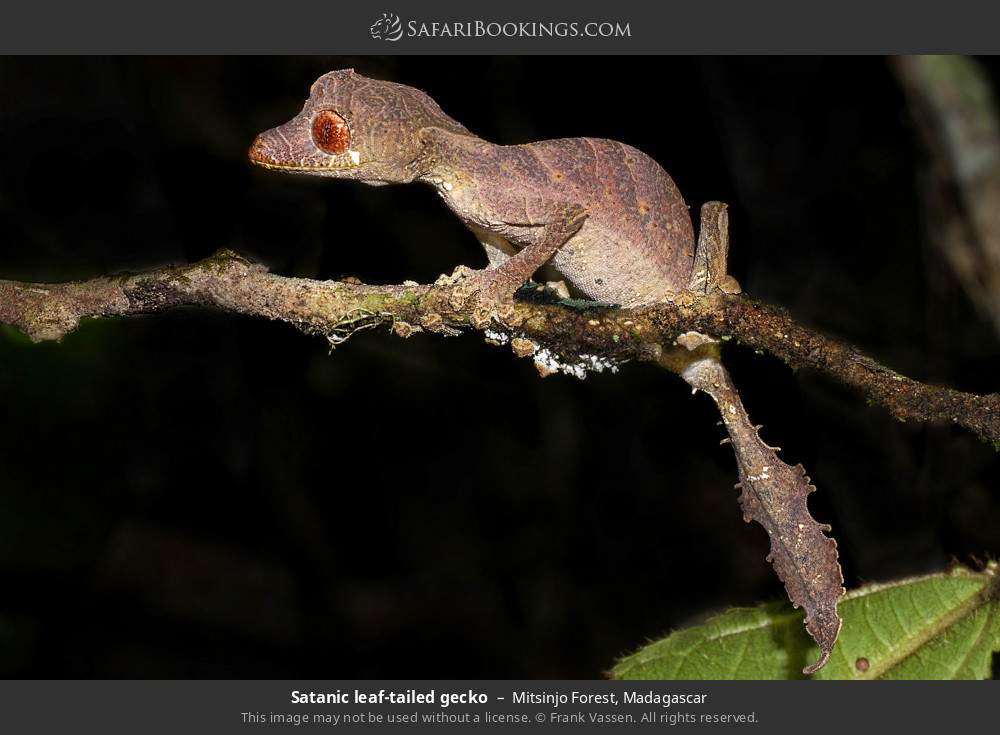 Satanic leaf-tailed gecko in Mitsinjo Forest, Madagascar