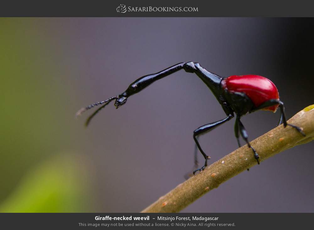 Giraffe-necked weevil in Mitsinjo Forest, Madagascar