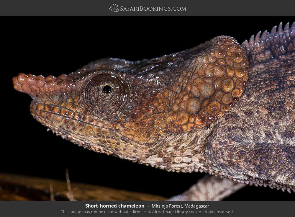 Short-horned chameleon in Mitsinjo Forest, Madagascar