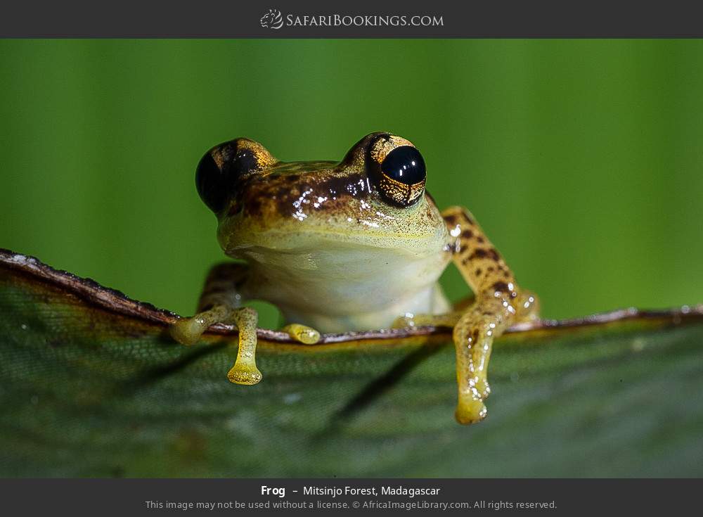 Frog in Mitsinjo Forest, Madagascar