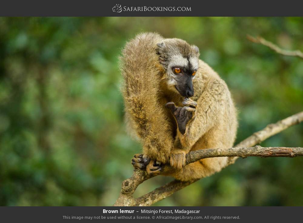 Brown lemur in Mitsinjo Forest, Madagascar