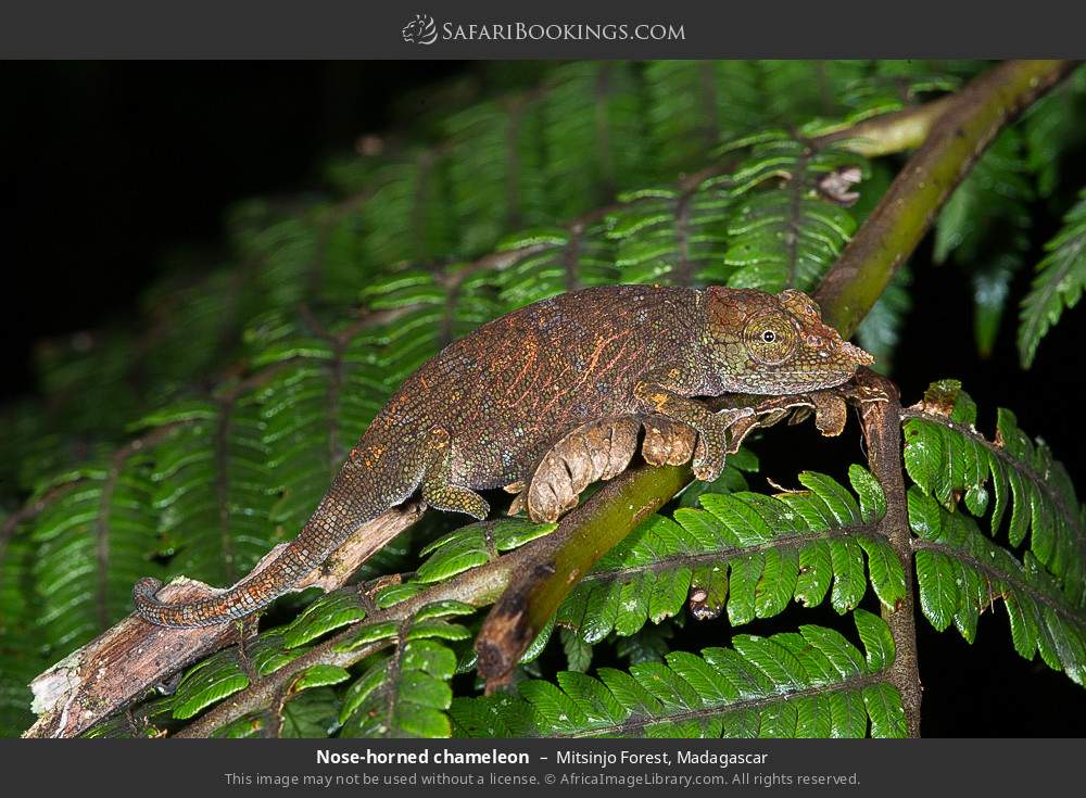 Nose-horned chameleon in Mitsinjo Forest, Madagascar