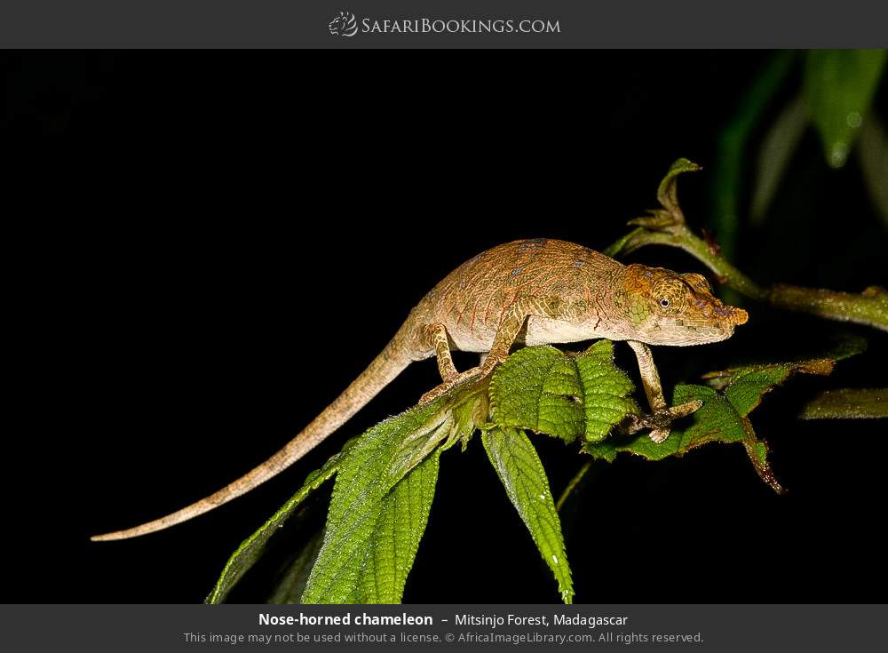 Nose-horned chameleon in Mitsinjo Forest, Madagascar