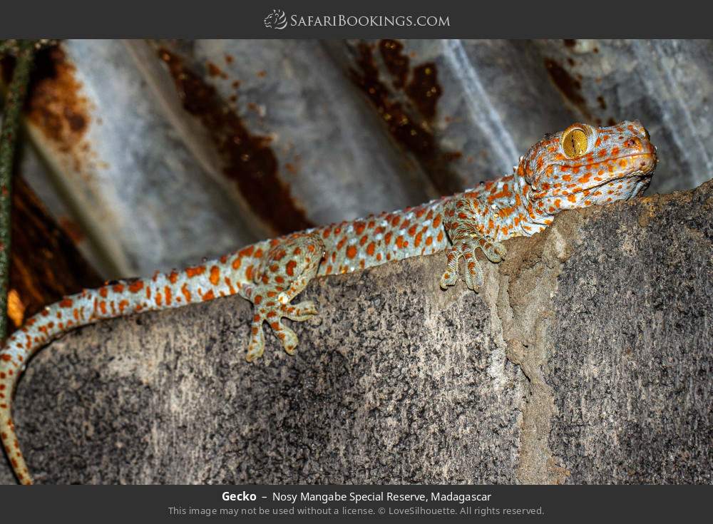 Gecko in Nosy Mangabe Special Reserve, Madagascar