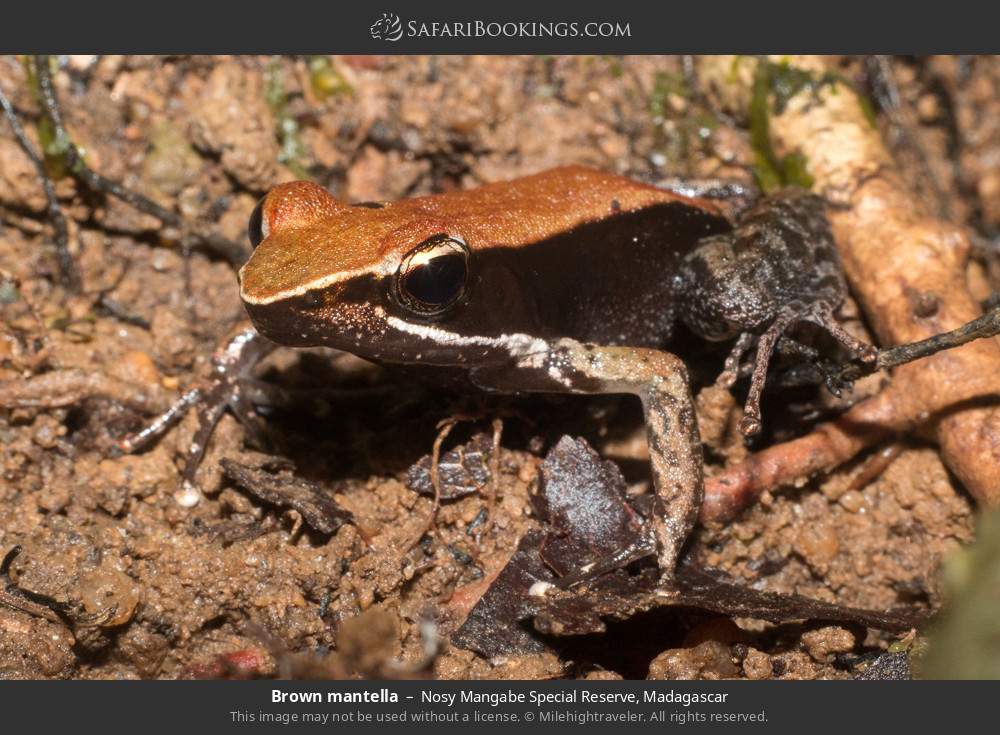 Brown mantella in Nosy Mangabe Special Reserve, Madagascar