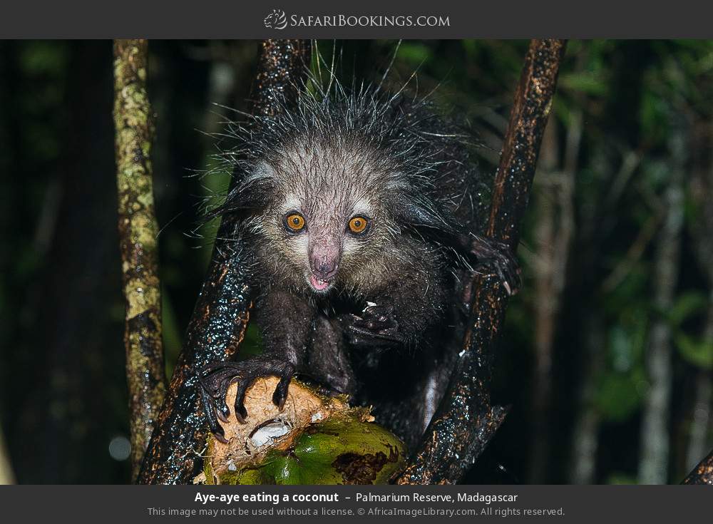 Aye-aye eating a coconut in Palmarium Reserve, Madagascar