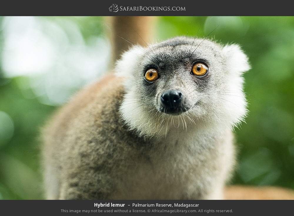 Hybrid lemur in Palmarium Reserve, Madagascar