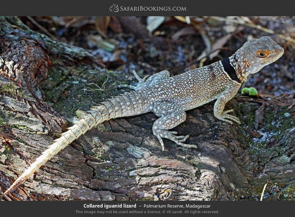 Collared iguanid lizard in Palmarium Reserve, Madagascar