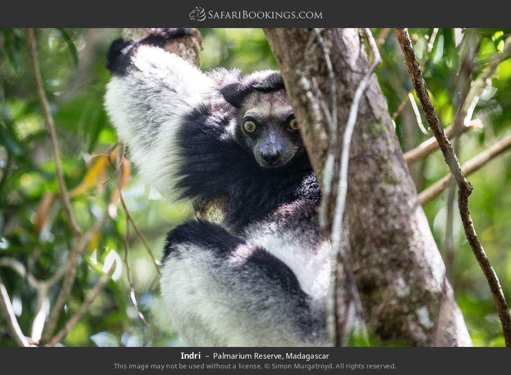 Indri in Palmarium Reserve, Madagascar
